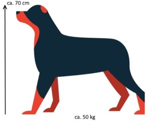 Maße für große Hunde für die Größe der Hundetransportbox