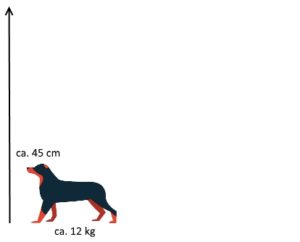 Maße für kleine Hunde für die Größe der Hundetransportbox